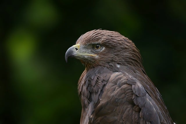 What is an Eagle in Golf? 